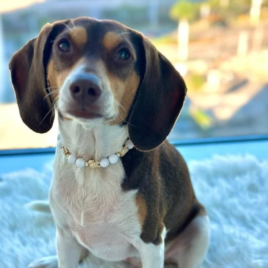 Marley & Co. Dog Collar