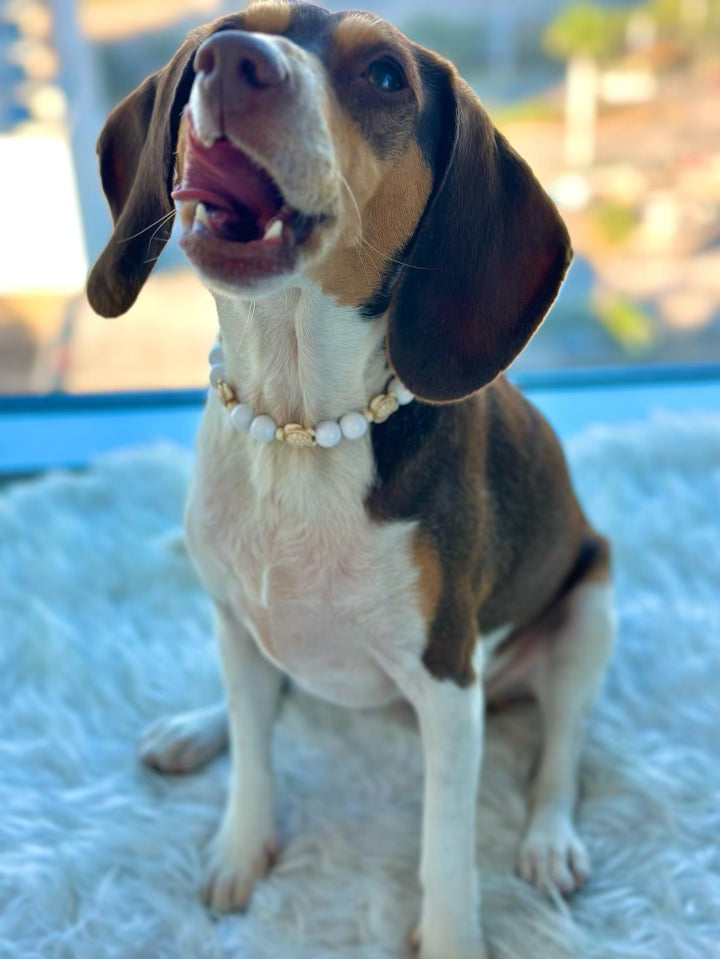 Marley & Co. Dog Collar